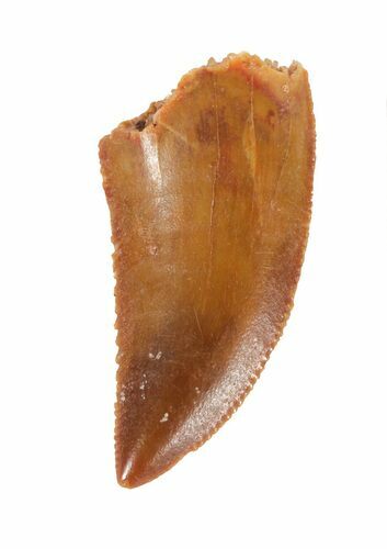 Serrated Raptor Tooth - Morocco #62179